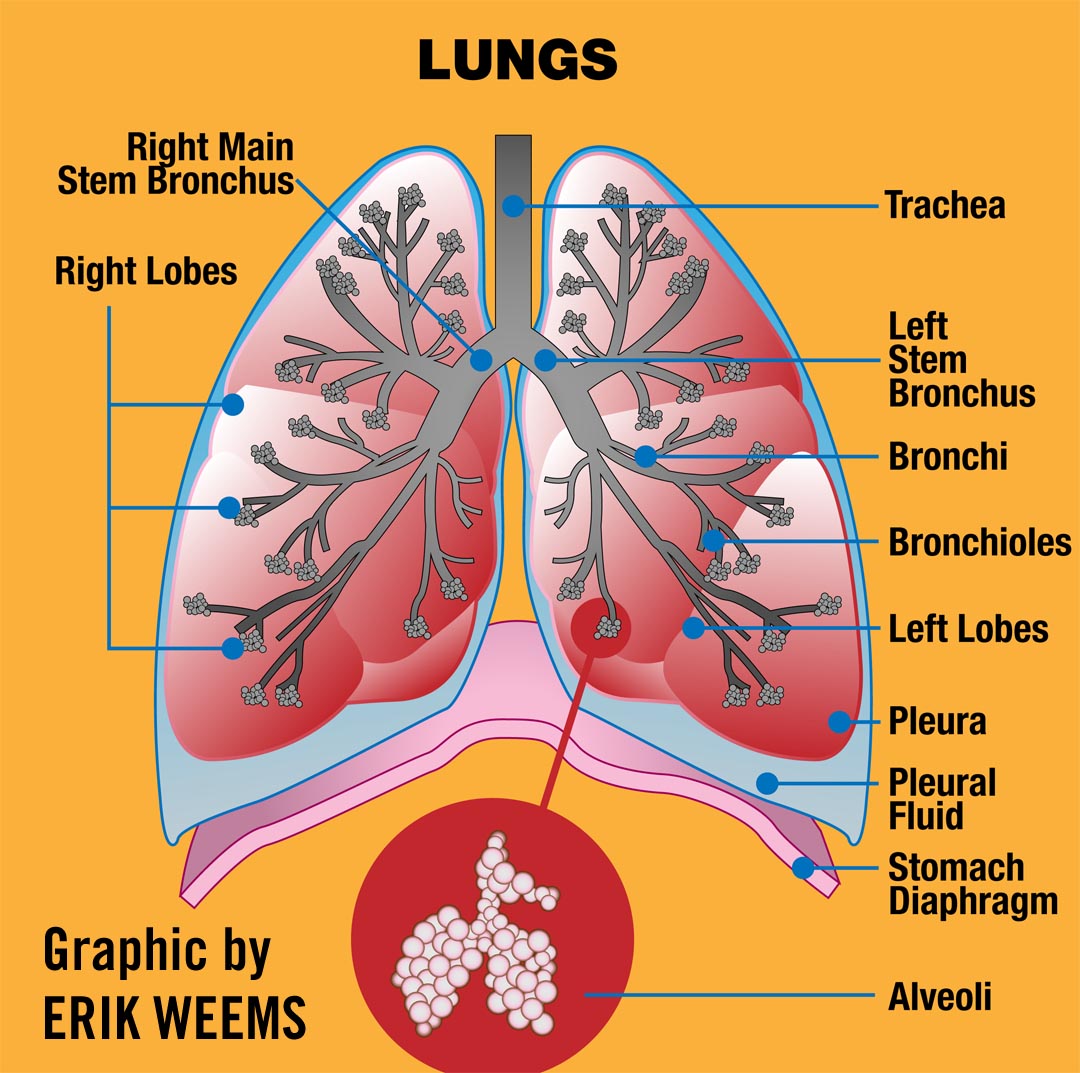 Lungs Diagram Artwork from Adobe Illustrator